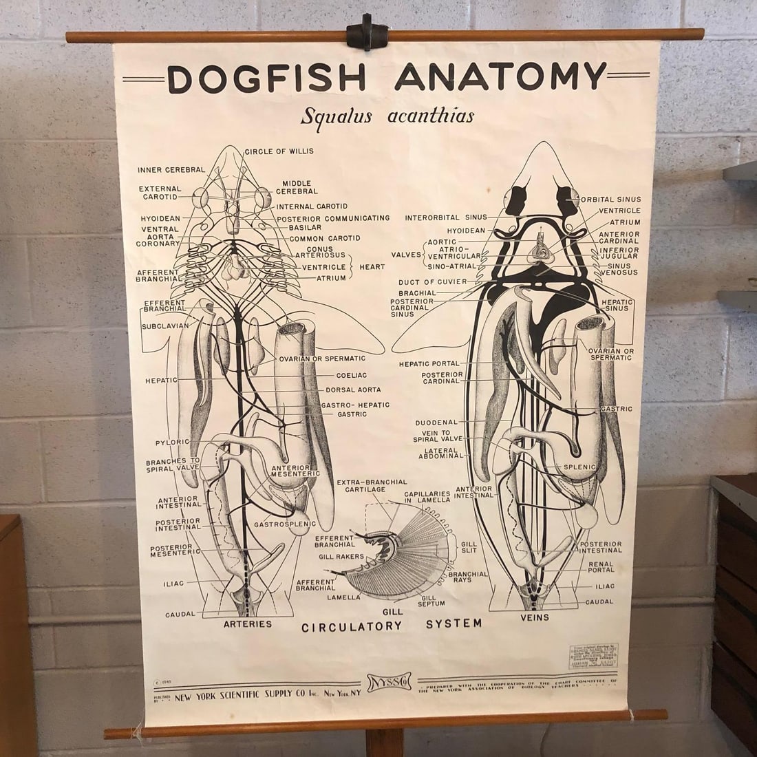 Mid 20th Century Educational Zoological Dogfish Anatomy Chart by New York Scientific Co. - 2