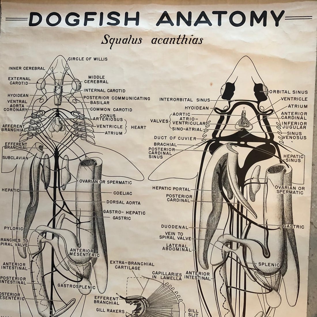 Mid 20th Century Educational Zoological Dogfish Anatomy Chart by New York Scientific Co. - 3