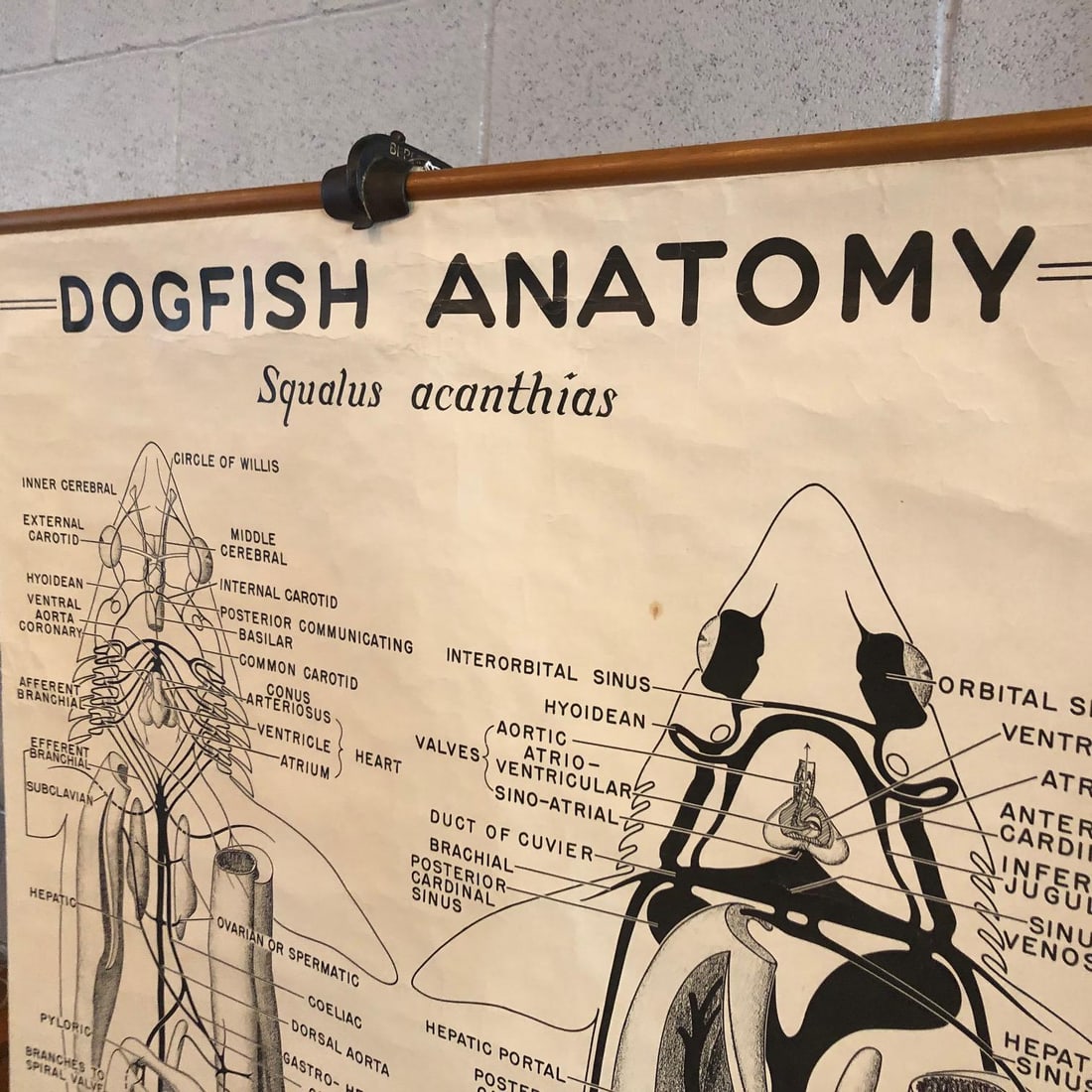 Mid 20th Century Educational Zoological Dogfish Anatomy Chart by New York Scientific Co. - 4