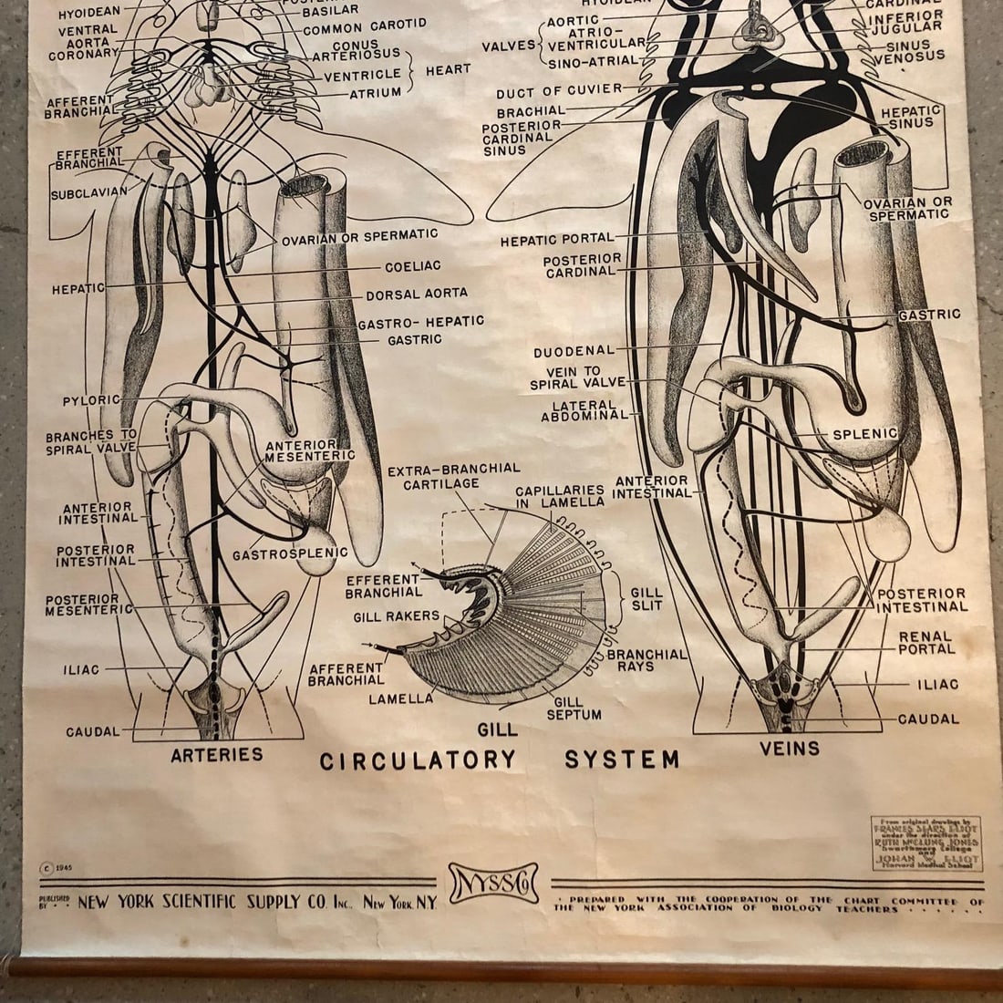 Mid 20th Century Educational Zoological Dogfish Anatomy Chart by New York Scientific Co. - 5