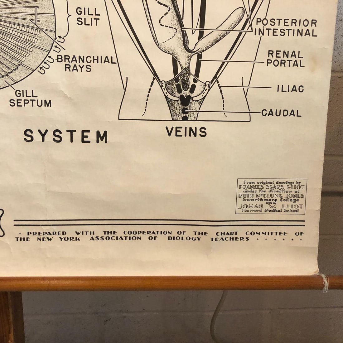 Mid 20th Century Educational Zoological Dogfish Anatomy Chart by New York Scientific Co. - 6