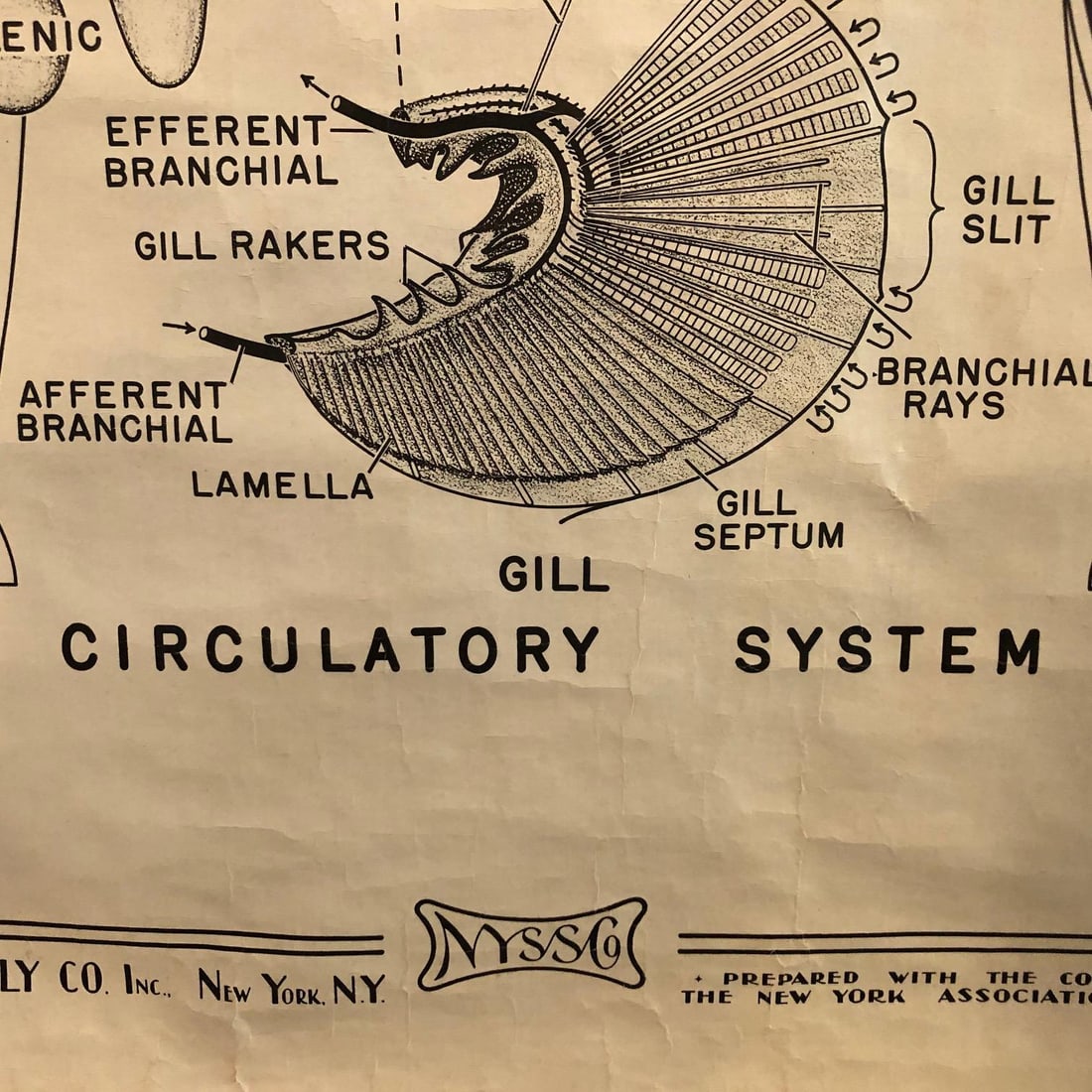 Mid 20th Century Educational Zoological Dogfish Anatomy Chart by New York Scientific Co. - 7