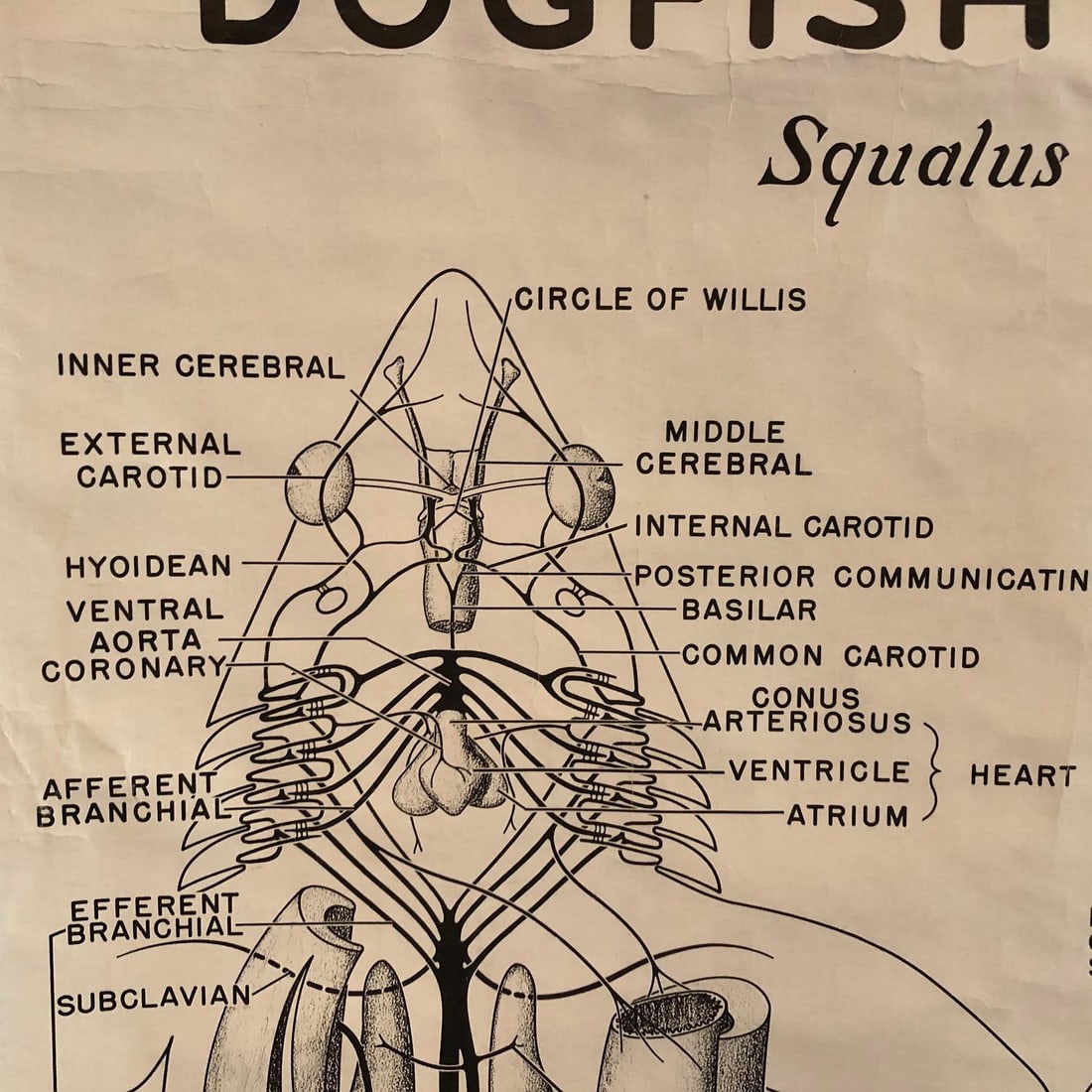 Mid 20th Century Educational Zoological Dogfish Anatomy Chart by New York Scientific Co. - 8