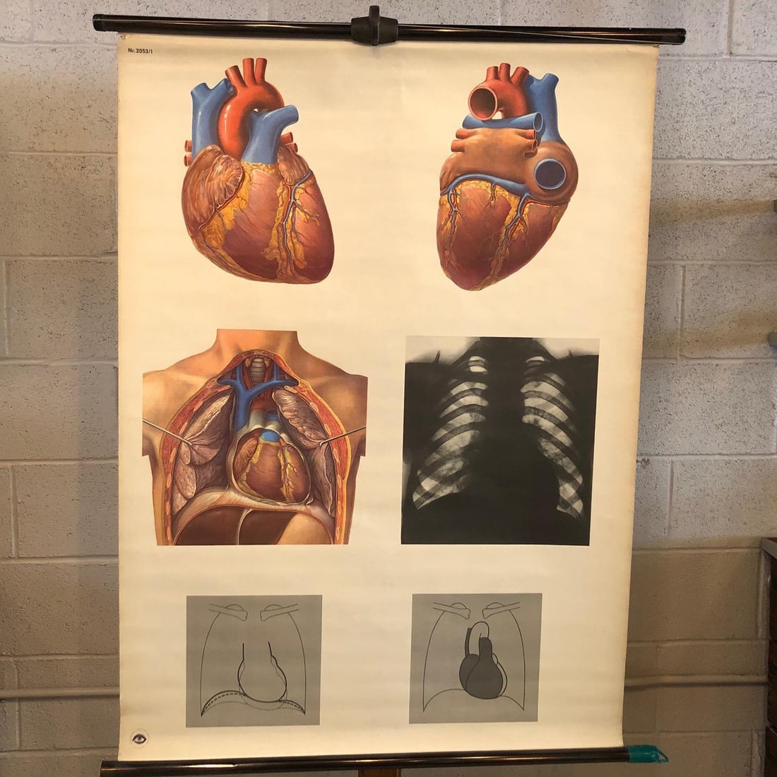 Mid 20th Century German Educational Heart Anatomy Rollup Chart - 2