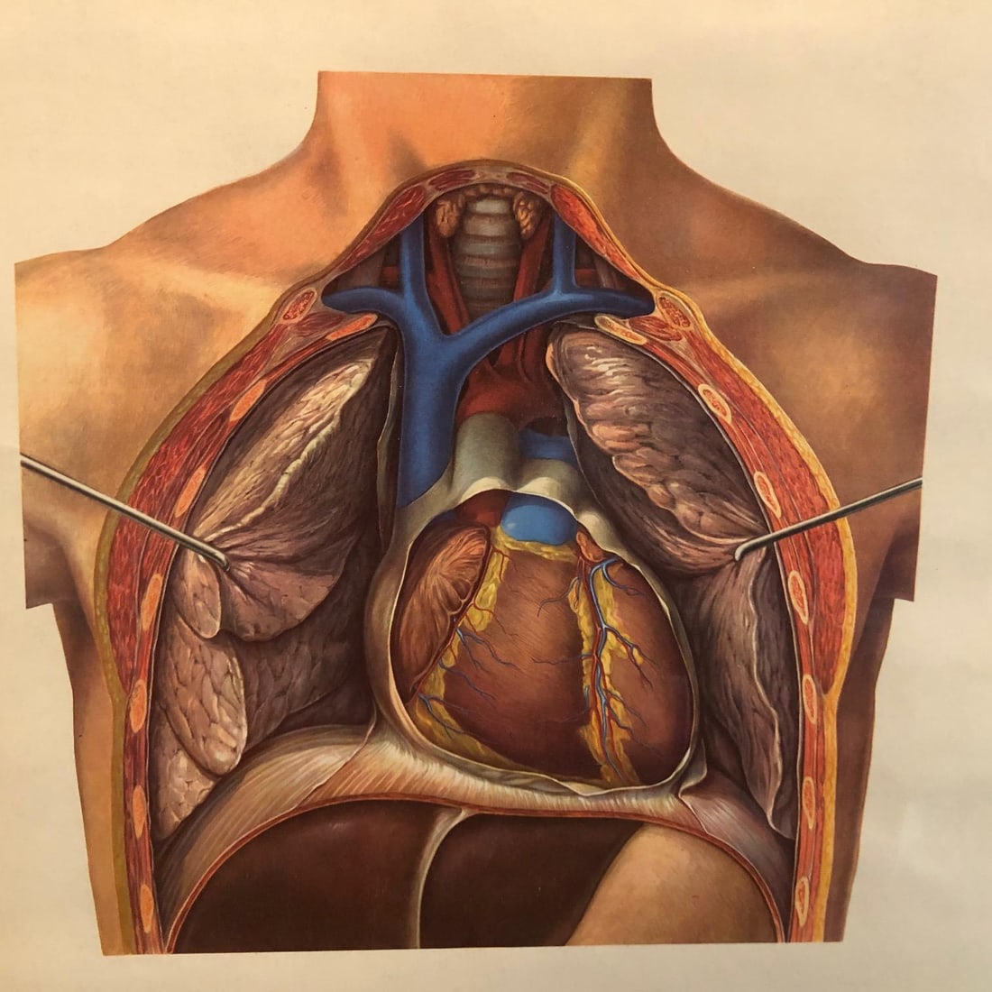 Mid 20th Century German Educational Heart Anatomy Rollup Chart - 3