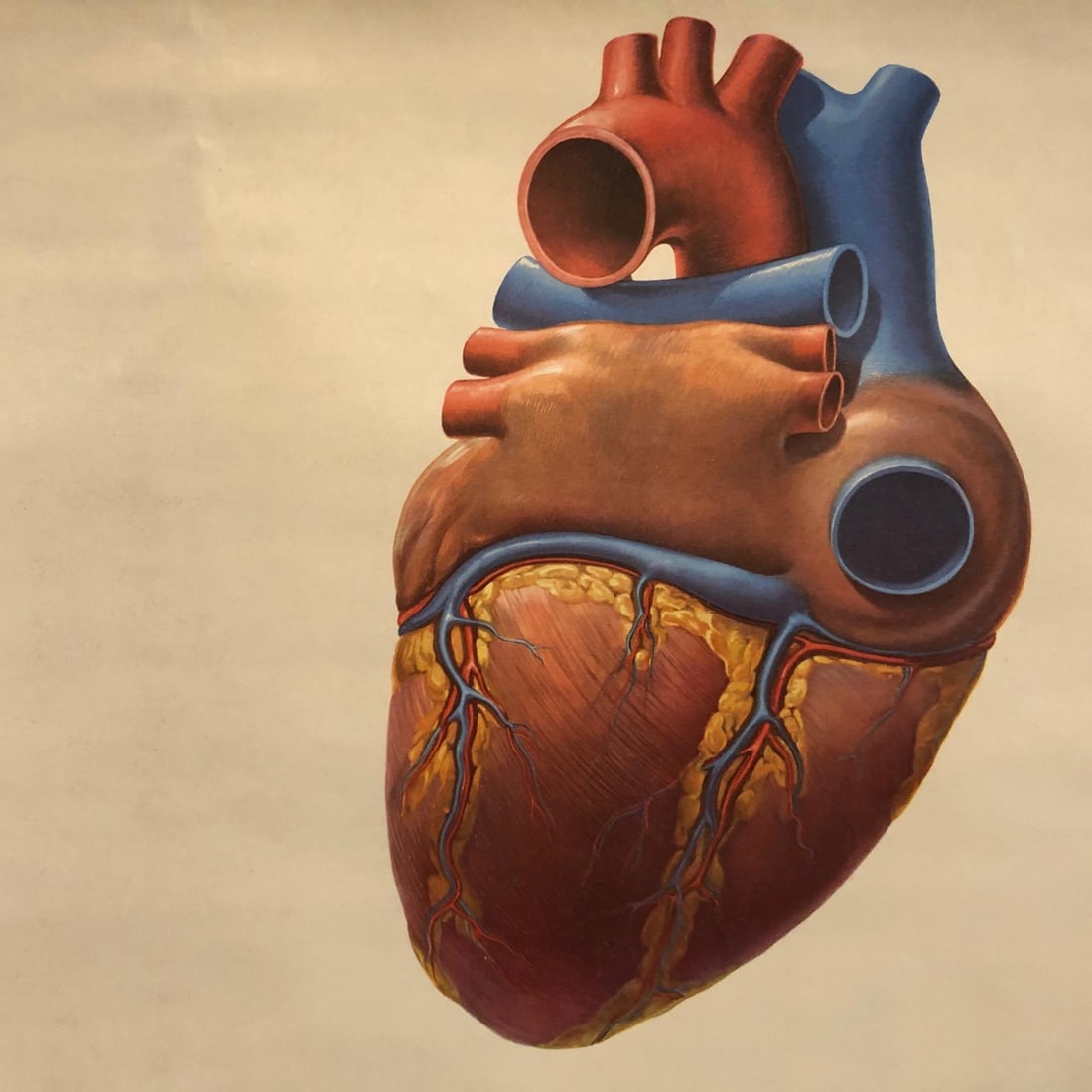 Mid 20th Century German Educational Heart Anatomy Rollup Chart - 5
