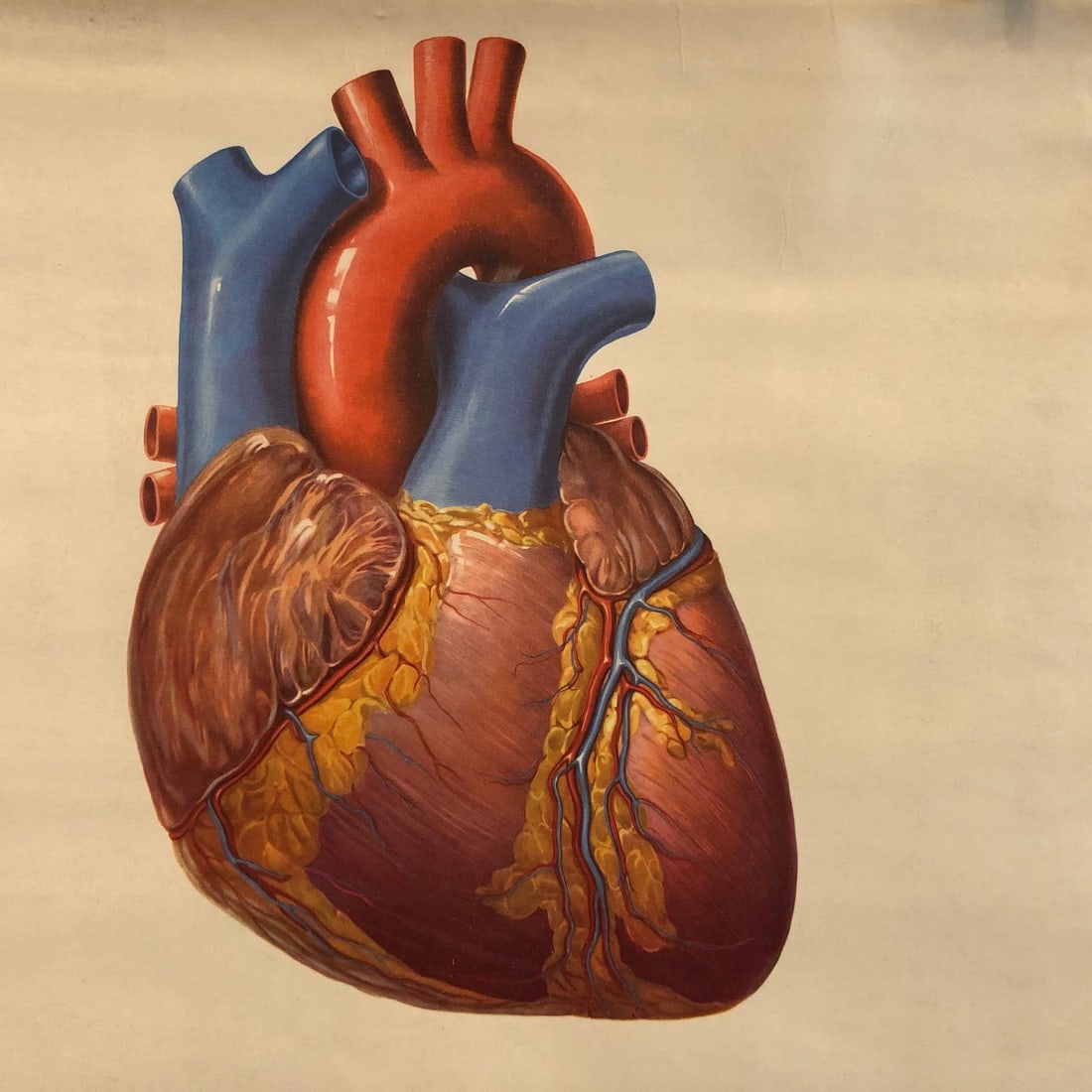 Mid 20th Century German Educational Heart Anatomy Rollup Chart - 6