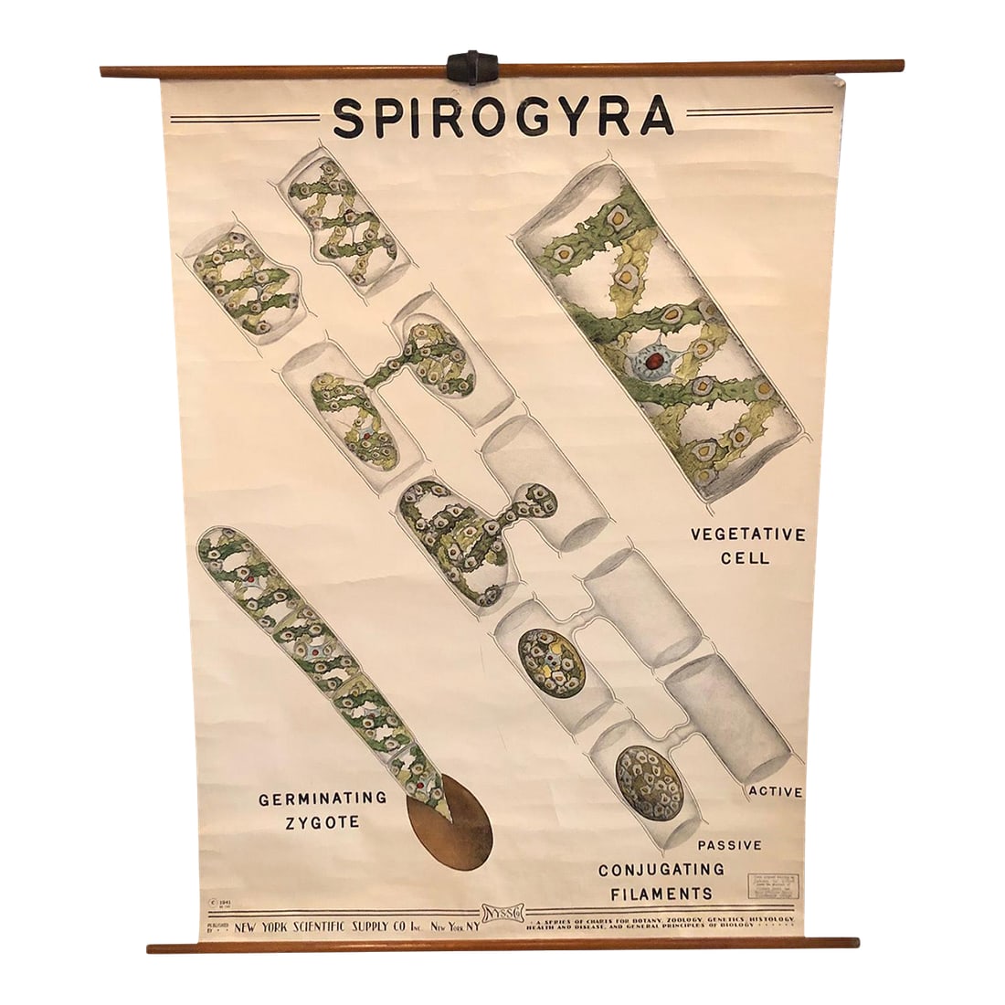 Mid 20th Century Educational Botanical Spirogyra Biology Chart by New York Scientific Supply Co.: Educational, botanical biology, roll-up, chart depicting Spirogyra water silk algae by New York Scientific Supply Co. is printed on fortified paper with canvas backing with maple wood rod and metal ha