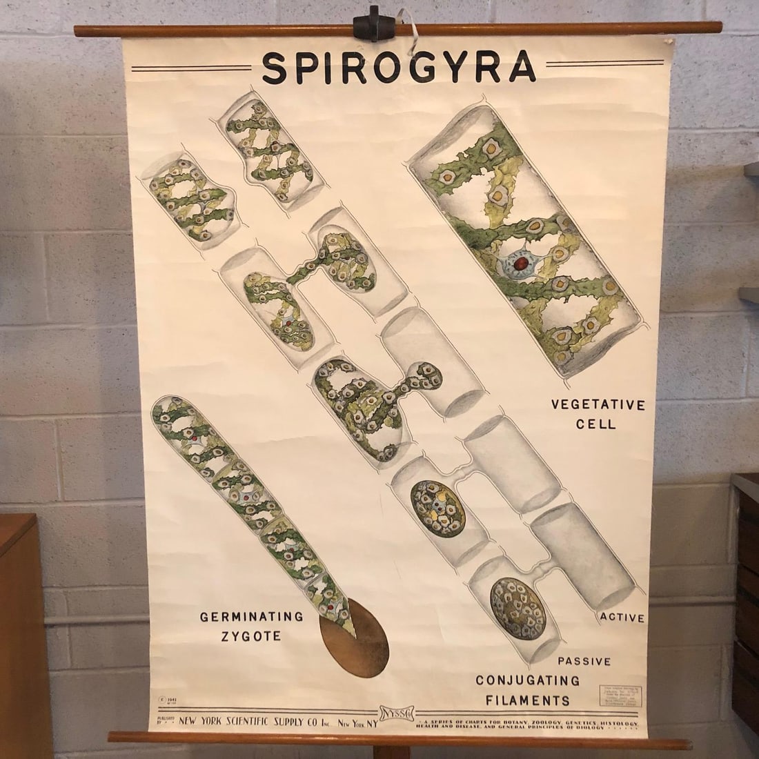 Mid 20th Century Educational Botanical Spirogyra Biology Chart by New York Scientific Supply Co. - 2