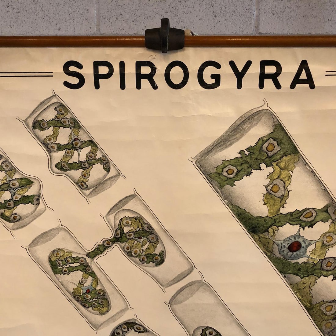Mid 20th Century Educational Botanical Spirogyra Biology Chart by New York Scientific Supply Co. - 3