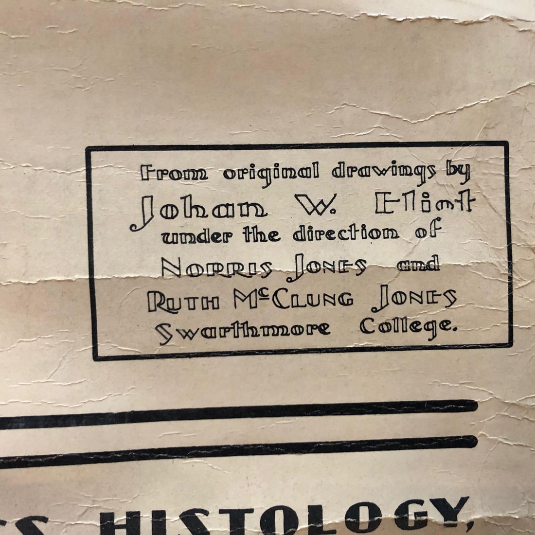 Mid 20th Century Educational Botanical Spirogyra Biology Chart by New York Scientific Supply Co. - 8