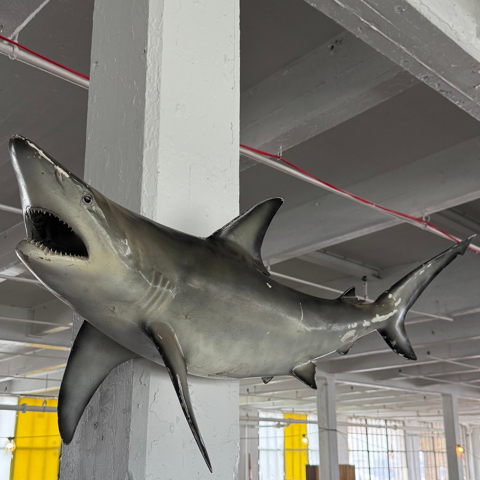 Mid 20th Century Life-Sized Fiberglass Mako Shark Display Mount - 2