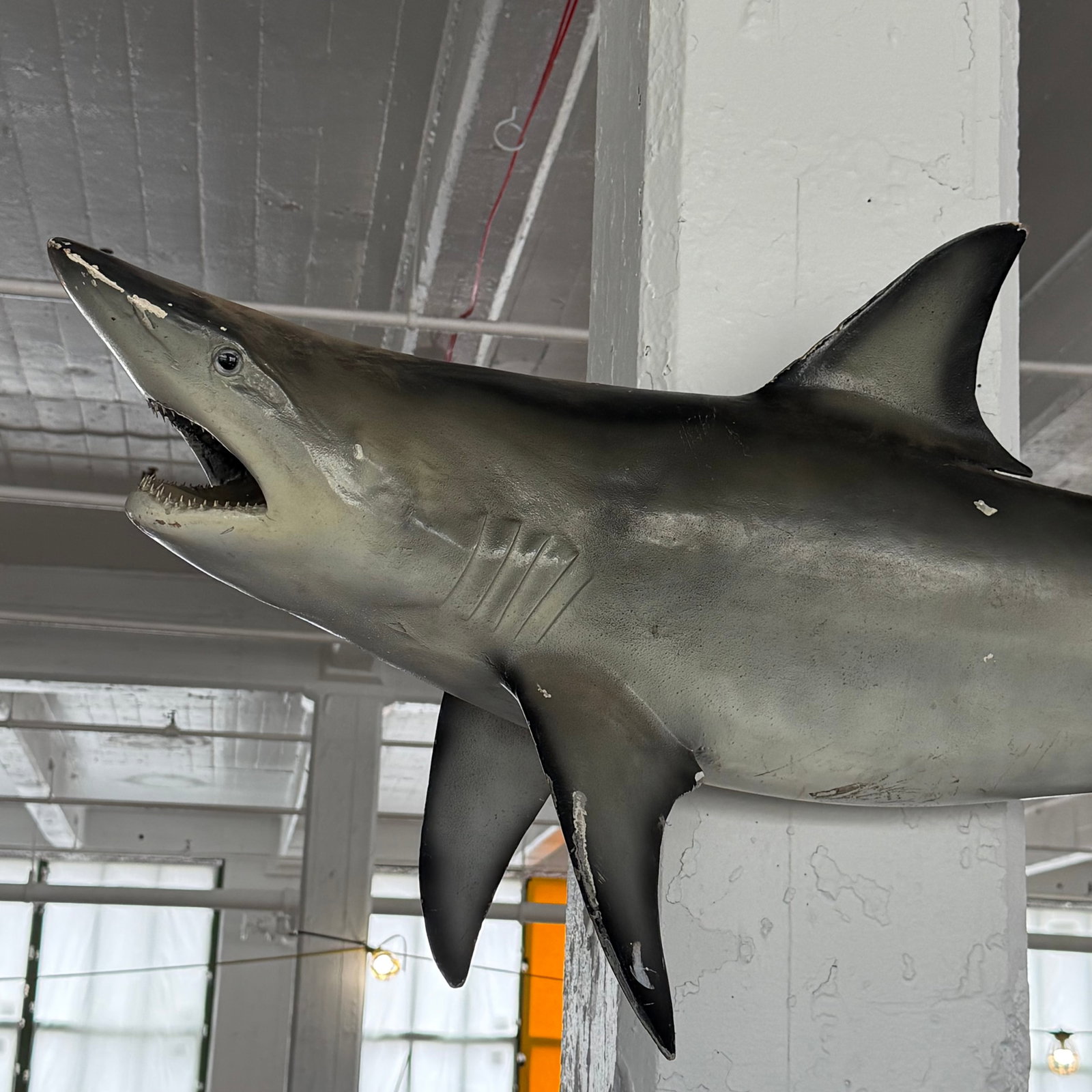 Mid 20th Century Life-Sized Fiberglass Mako Shark Display Mount - 3