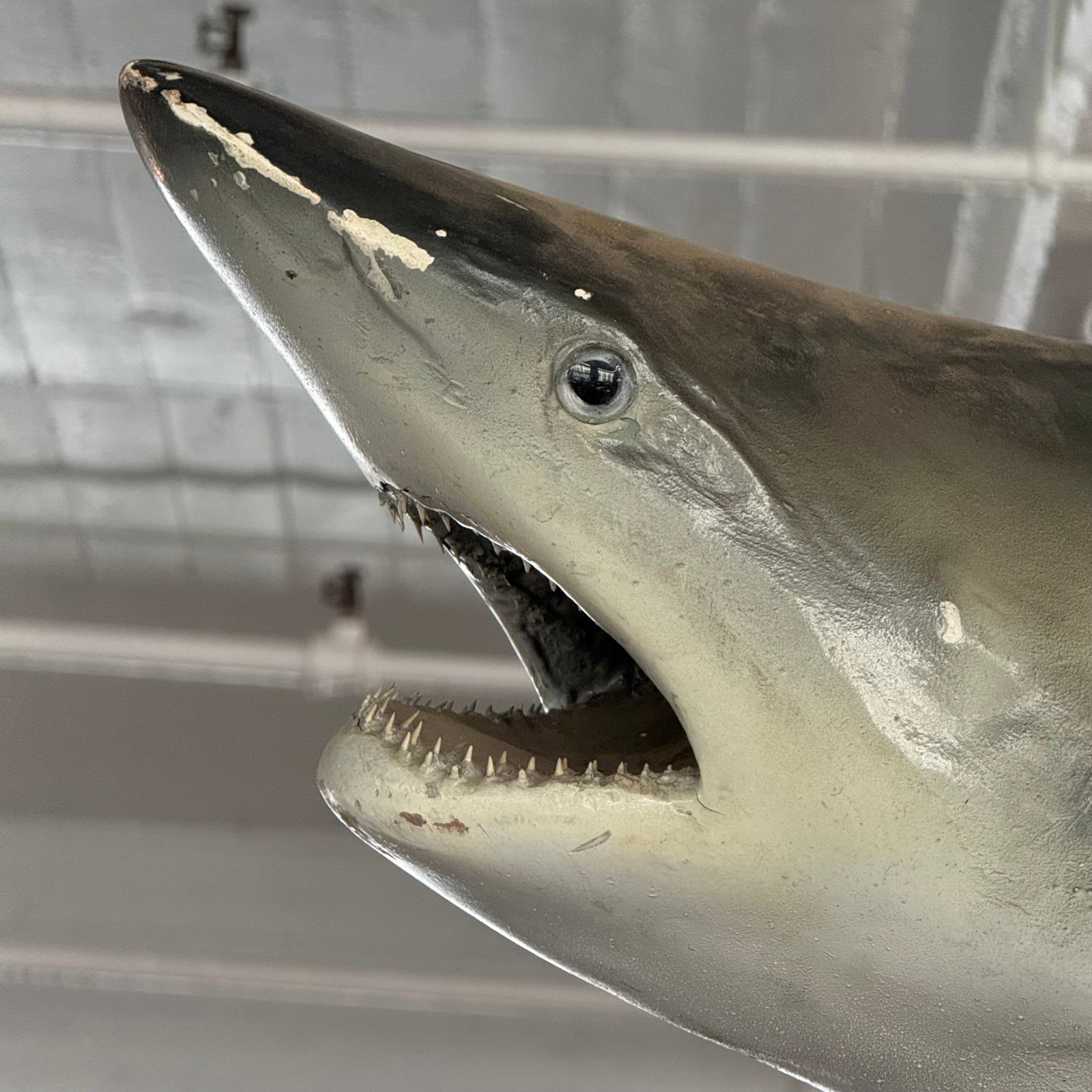 Mid 20th Century Life-Sized Fiberglass Mako Shark Display Mount - 4