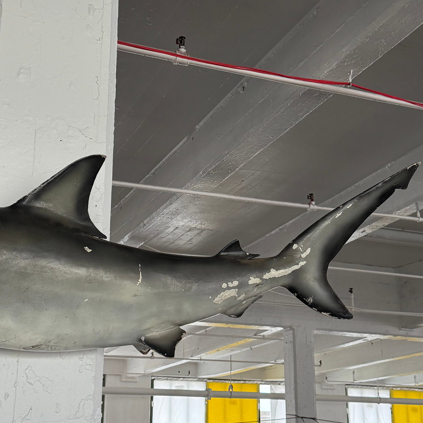 Mid 20th Century Life-Sized Fiberglass Mako Shark Display Mount - 7