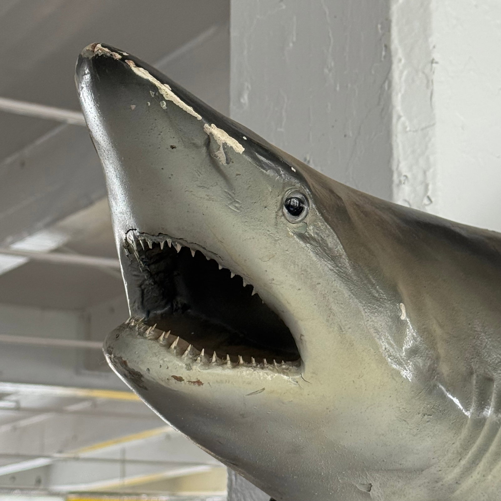 Mid 20th Century Life-Sized Fiberglass Mako Shark Display Mount - 8