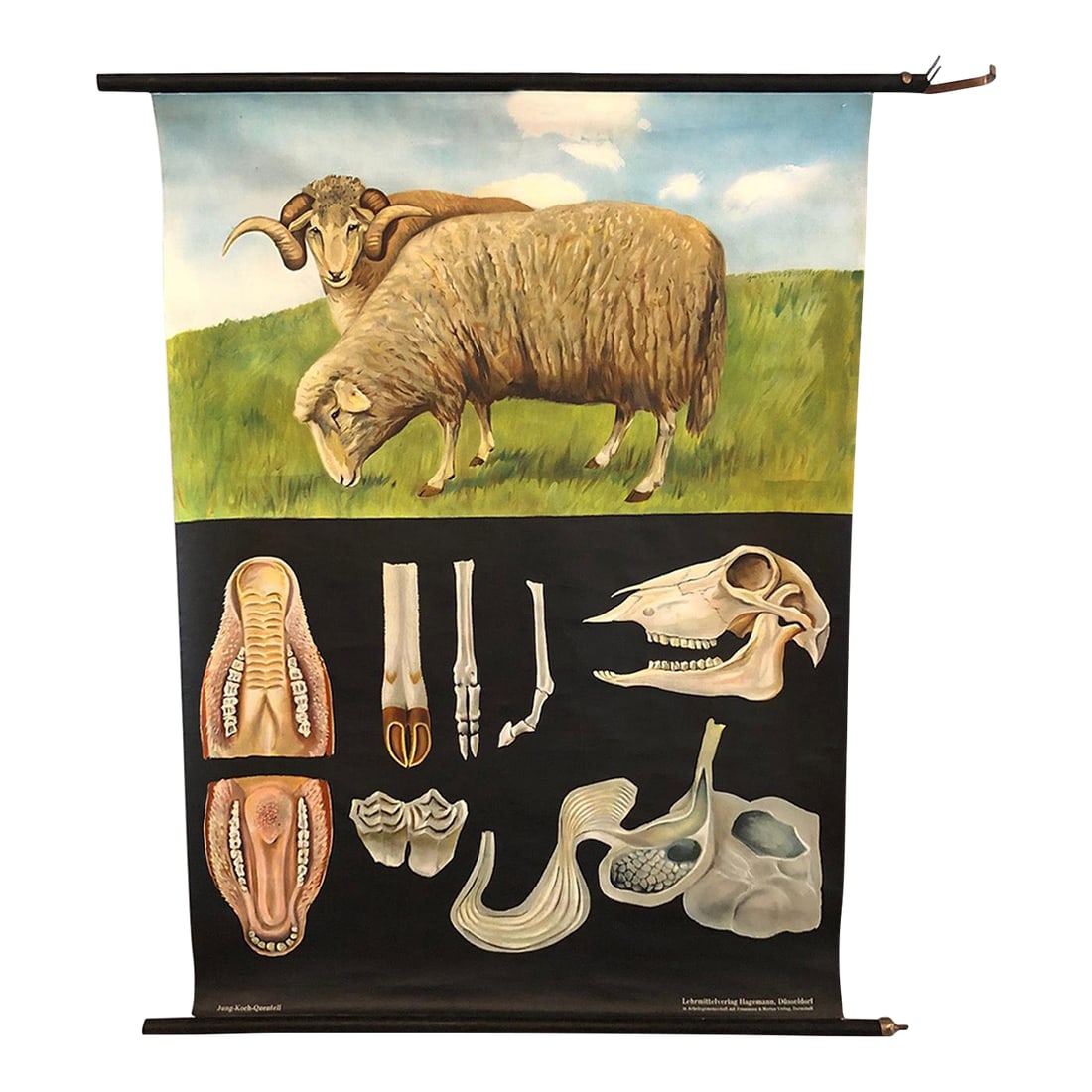 Mid 20th Century Jung-Koch-Quentell Educational Zoological Sheep Anatomy Chart (1 of 12)