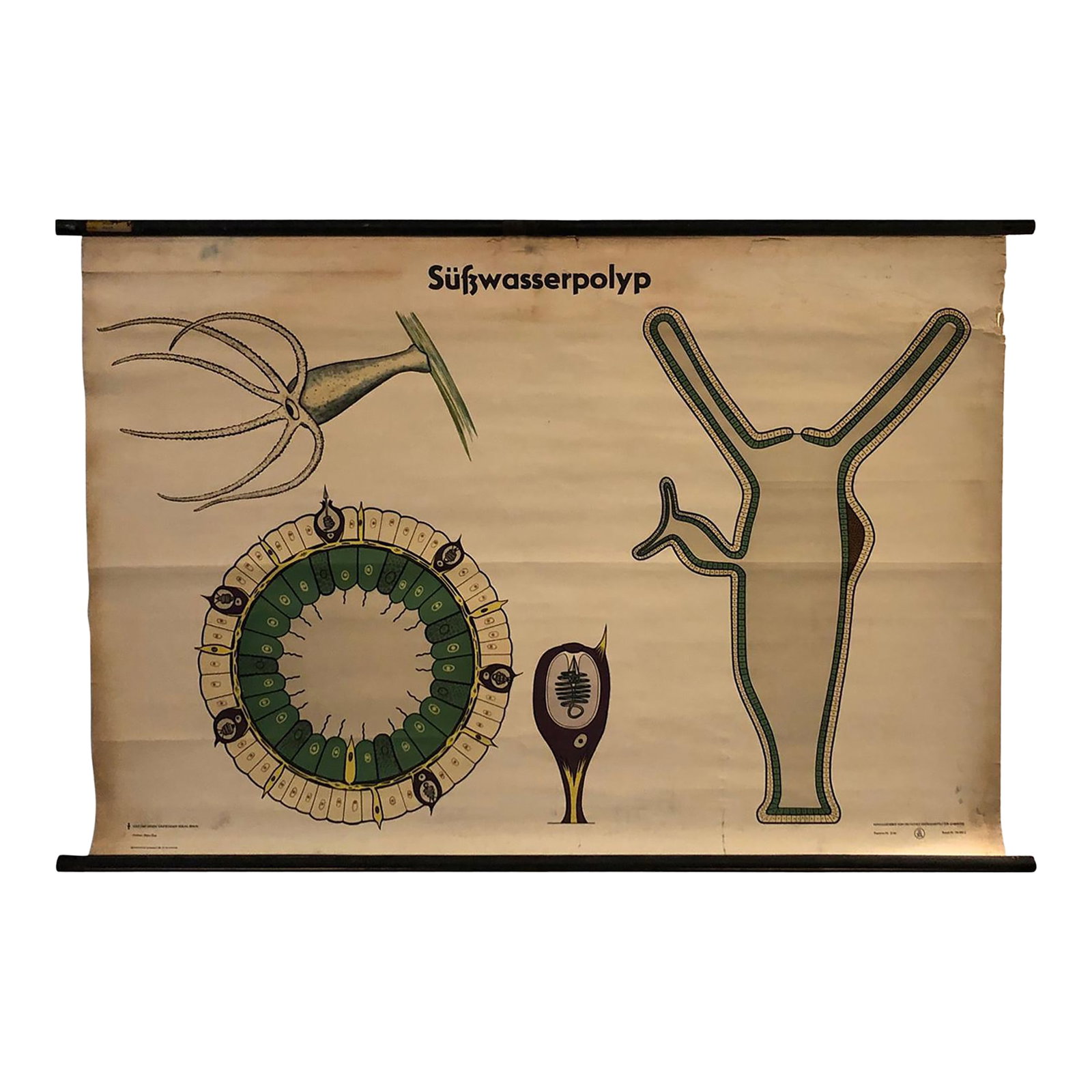 Mid 20th Century German Educational Zoological Freshwater Polyp Chart (1 of 12)