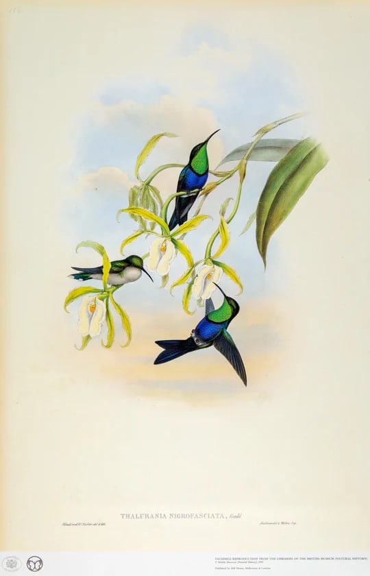 1990s Framed Prints, Set of 4, Swallow-Tail, Refulgent Wood Nymph, Black-Banded Wood Nymph, Blue-Cro - 9