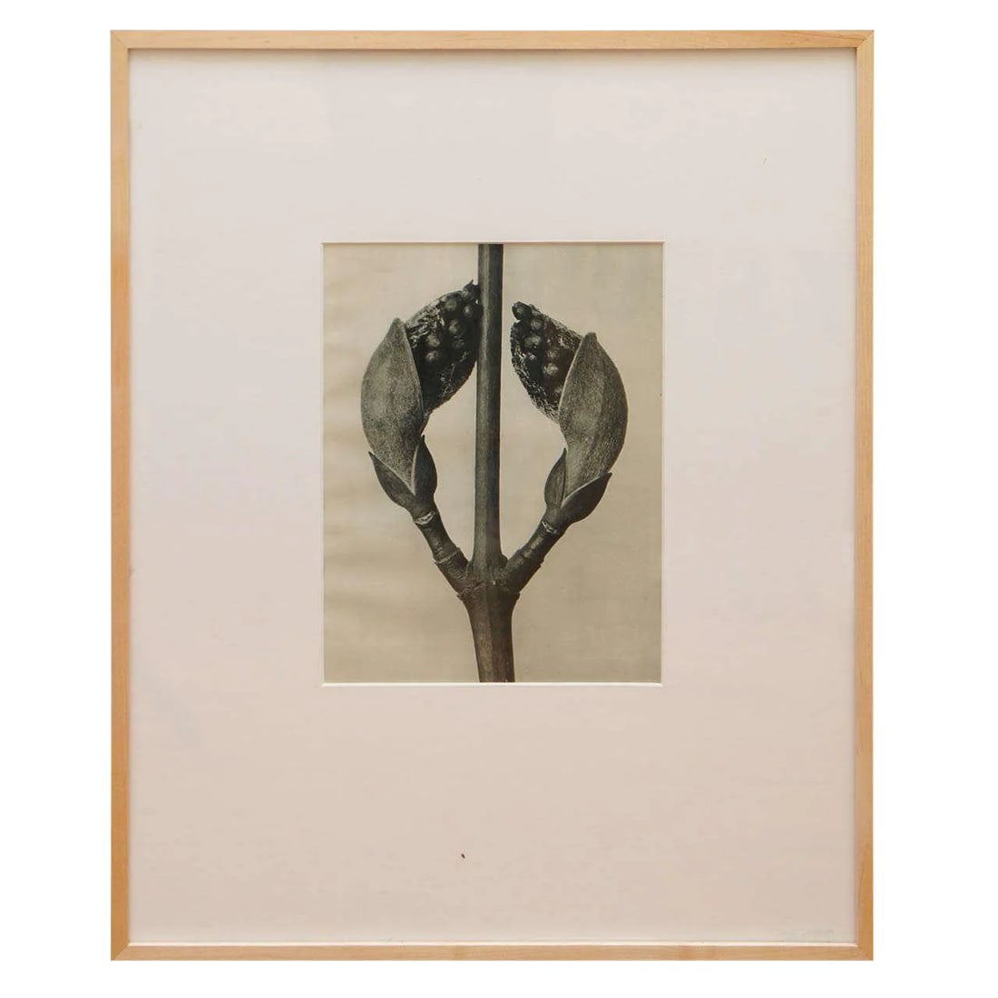 Karl Blossfeldt, Botanical Image From "Urformen Der Kunst": Original plate of Karl Blossfeldt (1865-1932), photogravure from Urformen Der Kunst, 1929. On woven paper with old binding at left margin edge and label from Atlantic Gallery Ltd., NY. Framed.