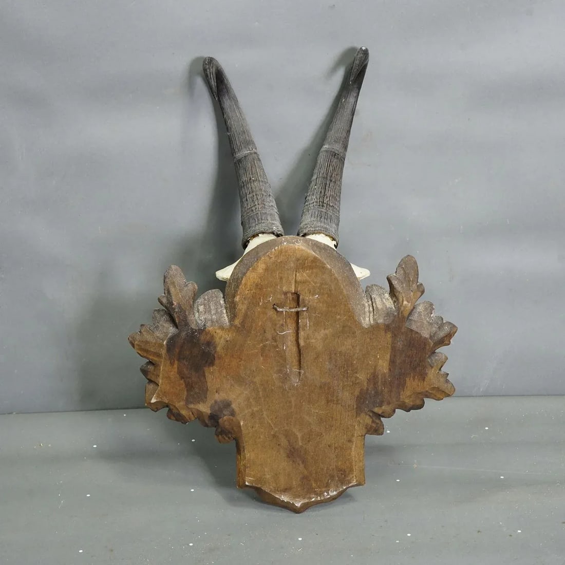 Large Chamois Trophy on Carved Plaque, Austria 1948 - 3
