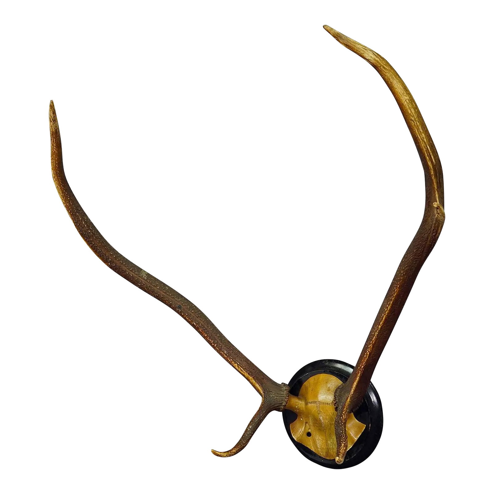 Black Forest Red Deer Trophy on Wooden Plaque Ca. 1900s (1 of 6)