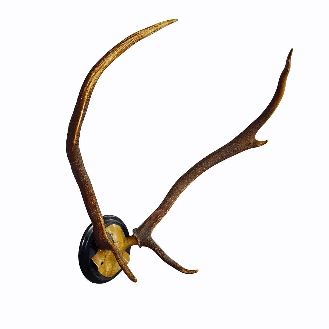 Black Forest Red Deer Trophy on Wooden Plaque Ca. 1900s - 4