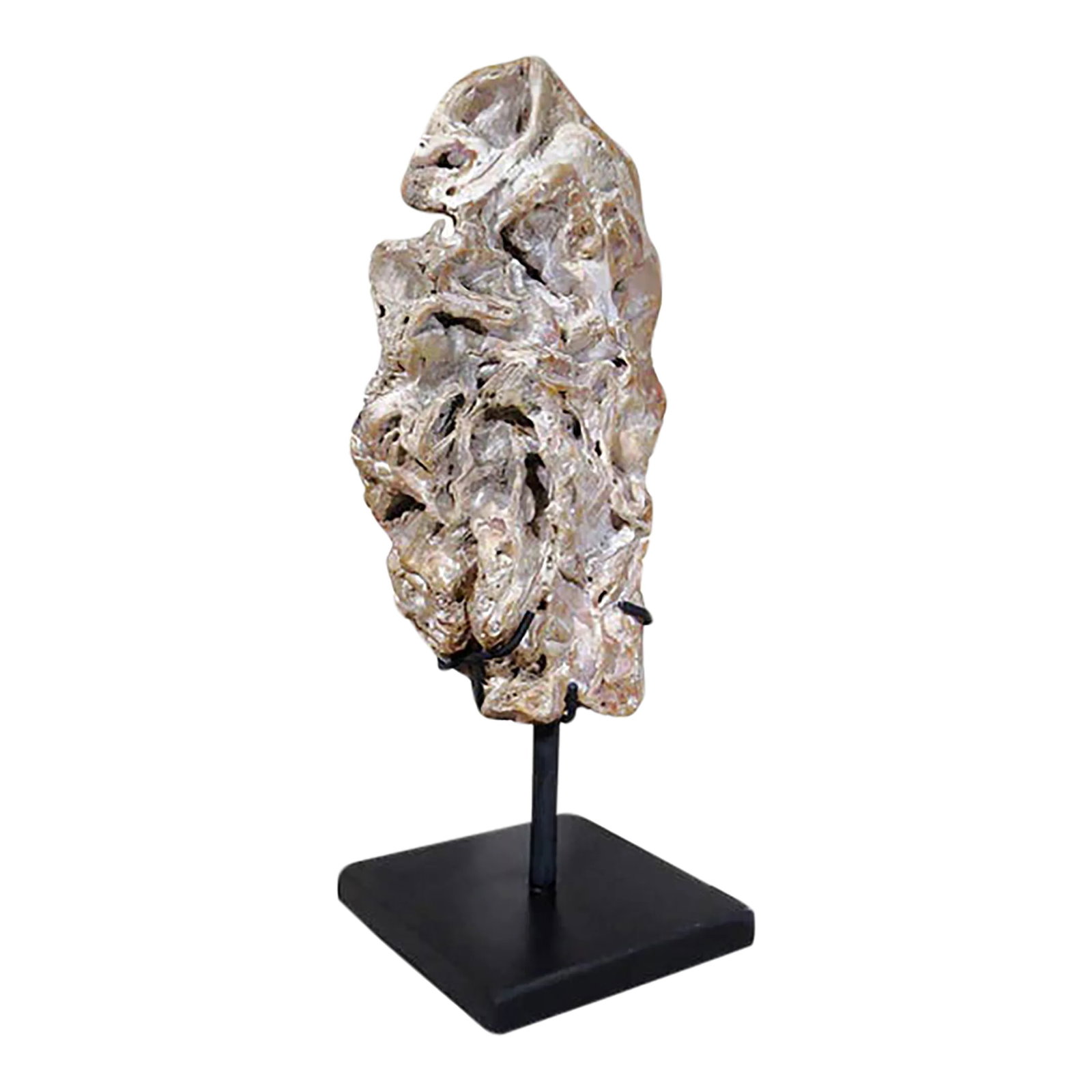 Fossil Scholar Stone (1 of 7)