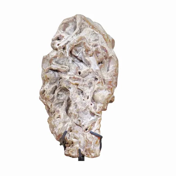Fossil Scholar Stone - 3