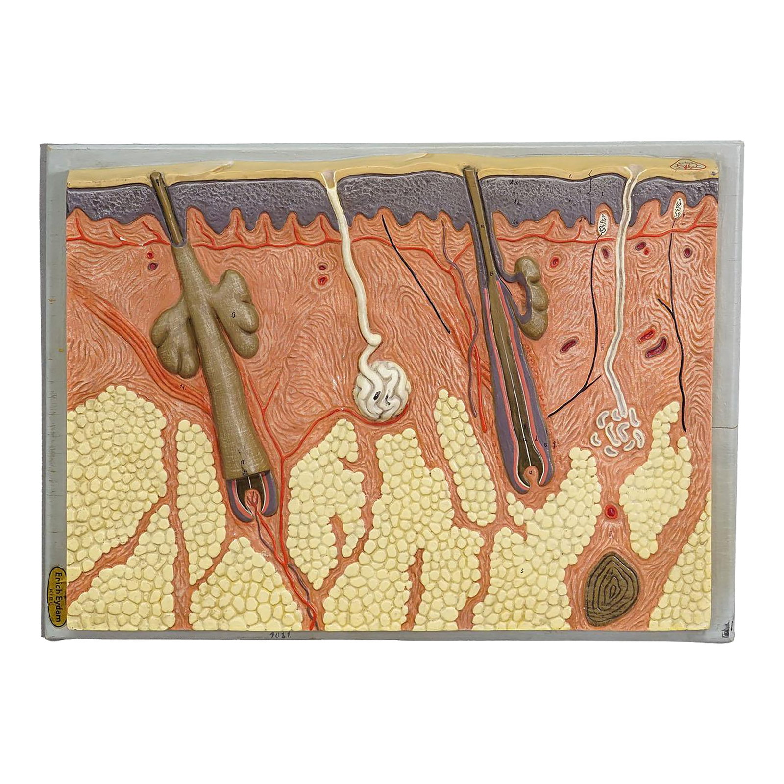Teaching Aid Showpiece - Structure of the Human Skin, Resin on Wood 1950s: Teaching Aid Showpiece - Structure of the Human Skin, Resin on Wood 1950s A vintage hand-painted anatomical model depicting the structure of human skin with hair roots. The model is made of resin on