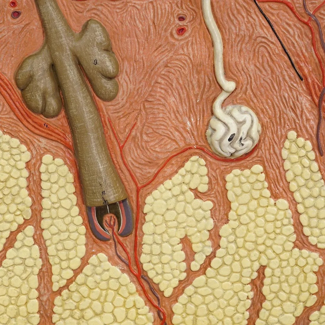 Teaching Aid Showpiece - Structure of the Human Skin, Resin on Wood 1950s - 3