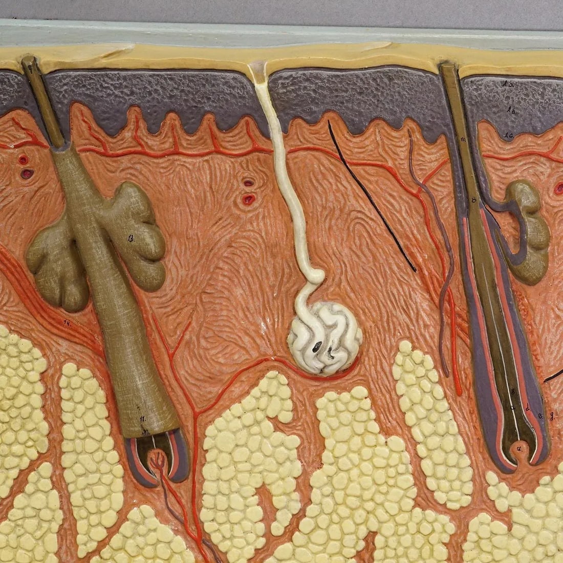Teaching Aid Showpiece - Structure of the Human Skin, Resin on Wood 1950s - 5