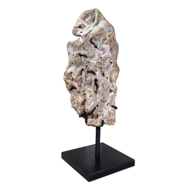 Organic Modern Fossil Scholar Stone (1 of 8)