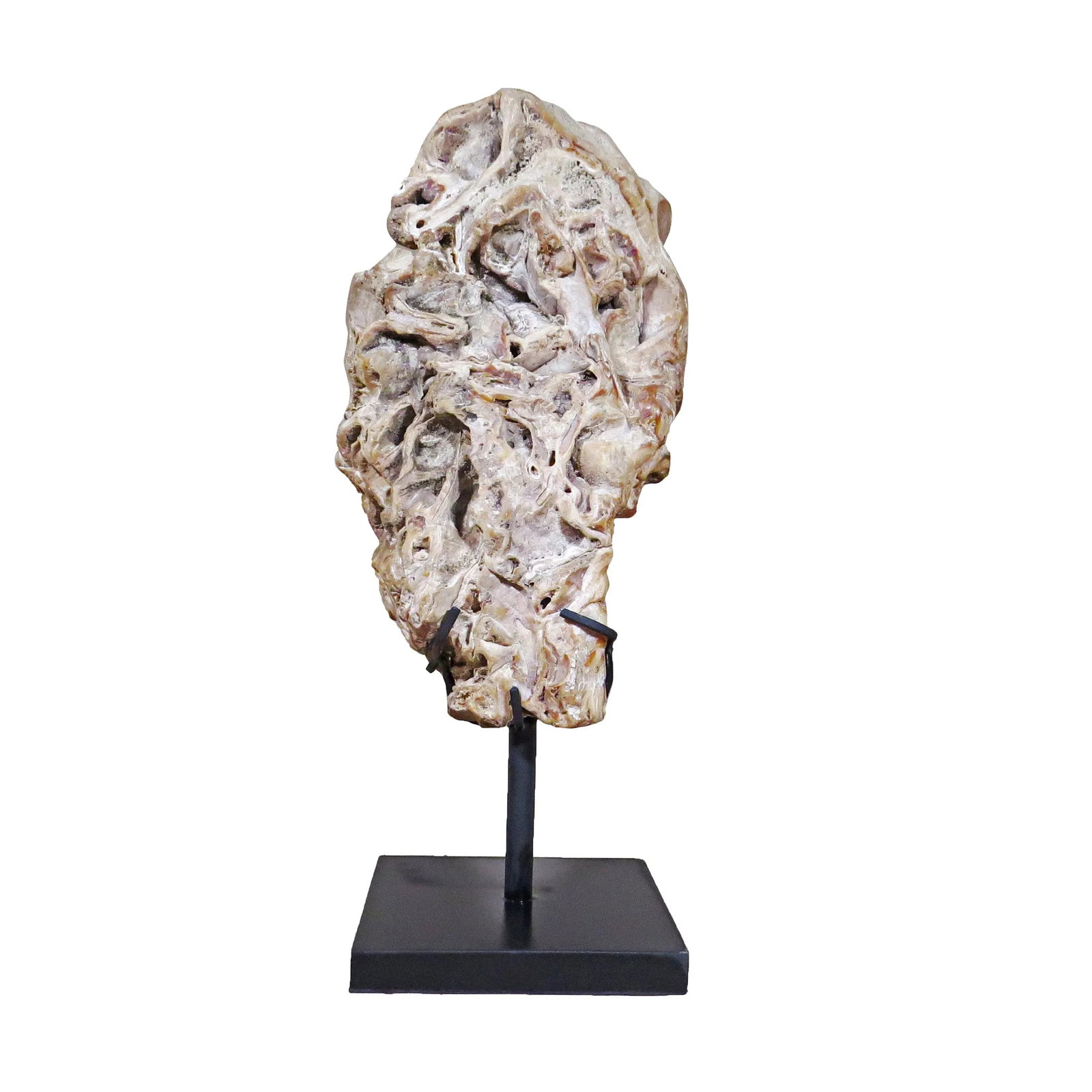 Organic Modern Fossil Scholar Stone - 2