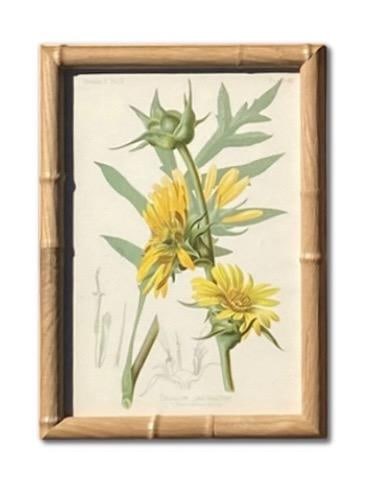 Framed Antique Botanical Chromolithographs "” "Wild Flowers of America", Volume I, L. Prang & - 3