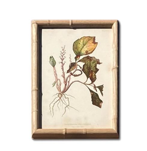 Framed Antique Botanical Chromolithographs "” "Wild Flowers of America", Volume I, L. Prang & - 4
