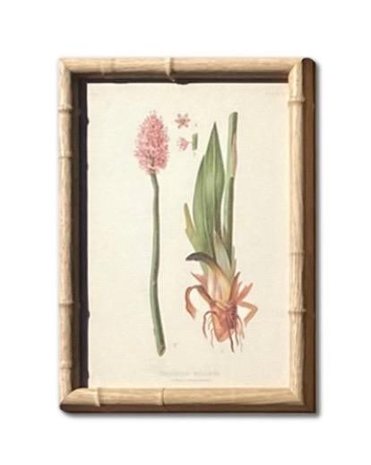 Framed Antique Botanical Chromolithographs "” "Wild Flowers of America", Volume I, L. Prang & - 5