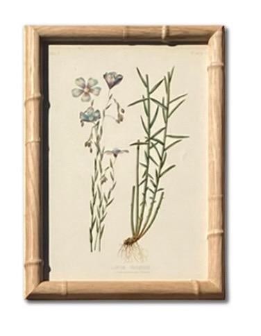 Framed Antique Botanical Chromolithographs "” "Wild Flowers of America", Volume I, L. Prang & - 6