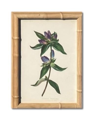 Framed Antique Botanical Chromolithographs "” "Wild Flowers of America", Volume I, L. Prang & - 8