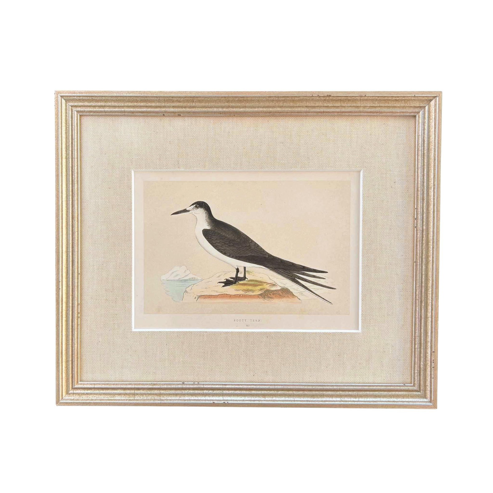19th Century English Bird Engravings by Alexander Francis Lydon, Set 12 - 5