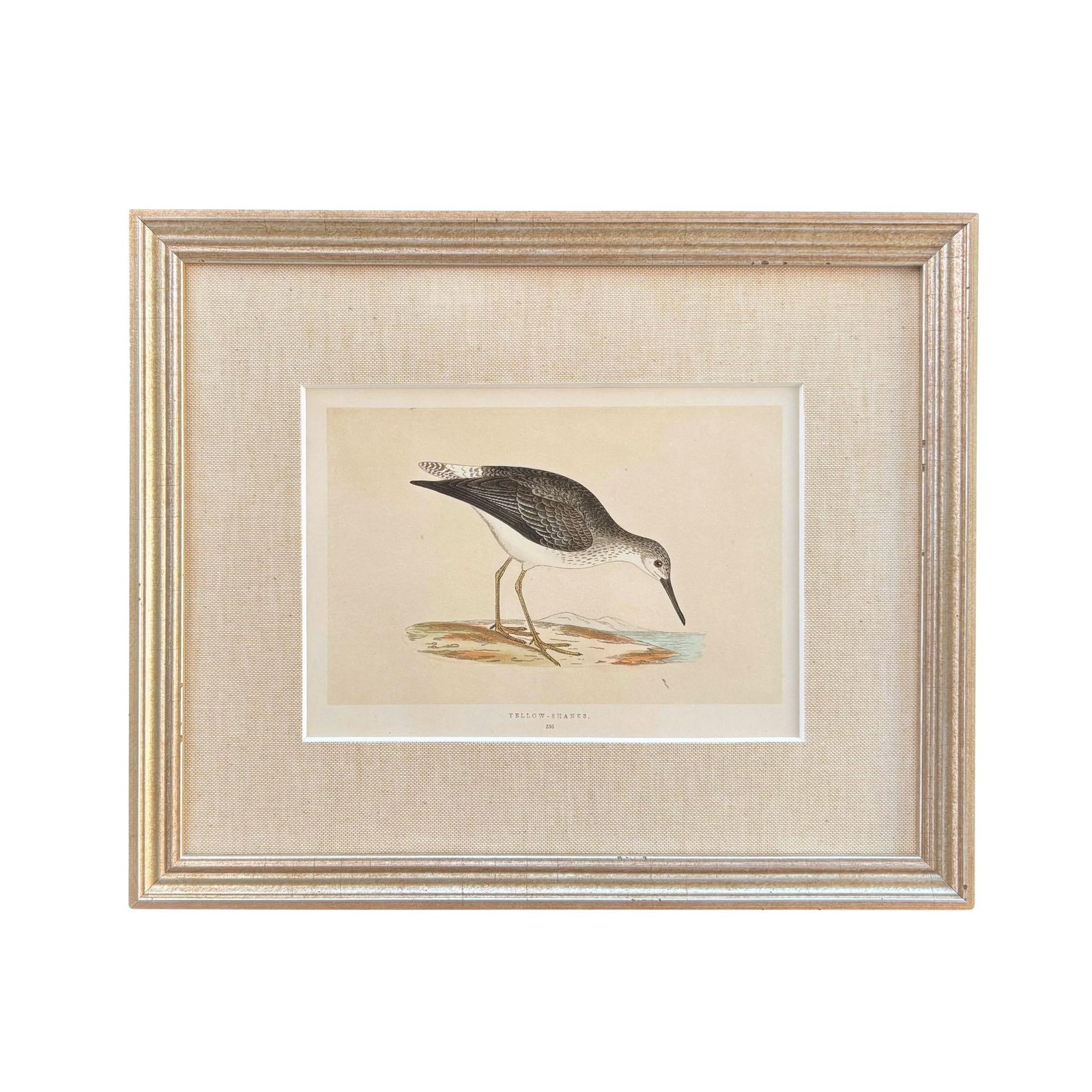 19th Century English Bird Engravings by Alexander Francis Lydon, Set 12 - 6