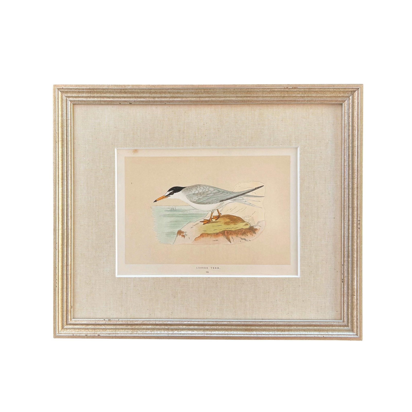 19th Century English Bird Engravings by Alexander Francis Lydon, Set 12 - 8
