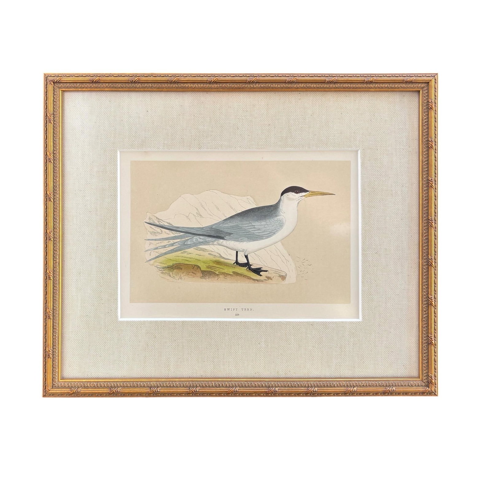 Antique Lydon Morris Hand Colored Seabird Ornithological Prints Framed Set of 3 Circa 1880 - 5