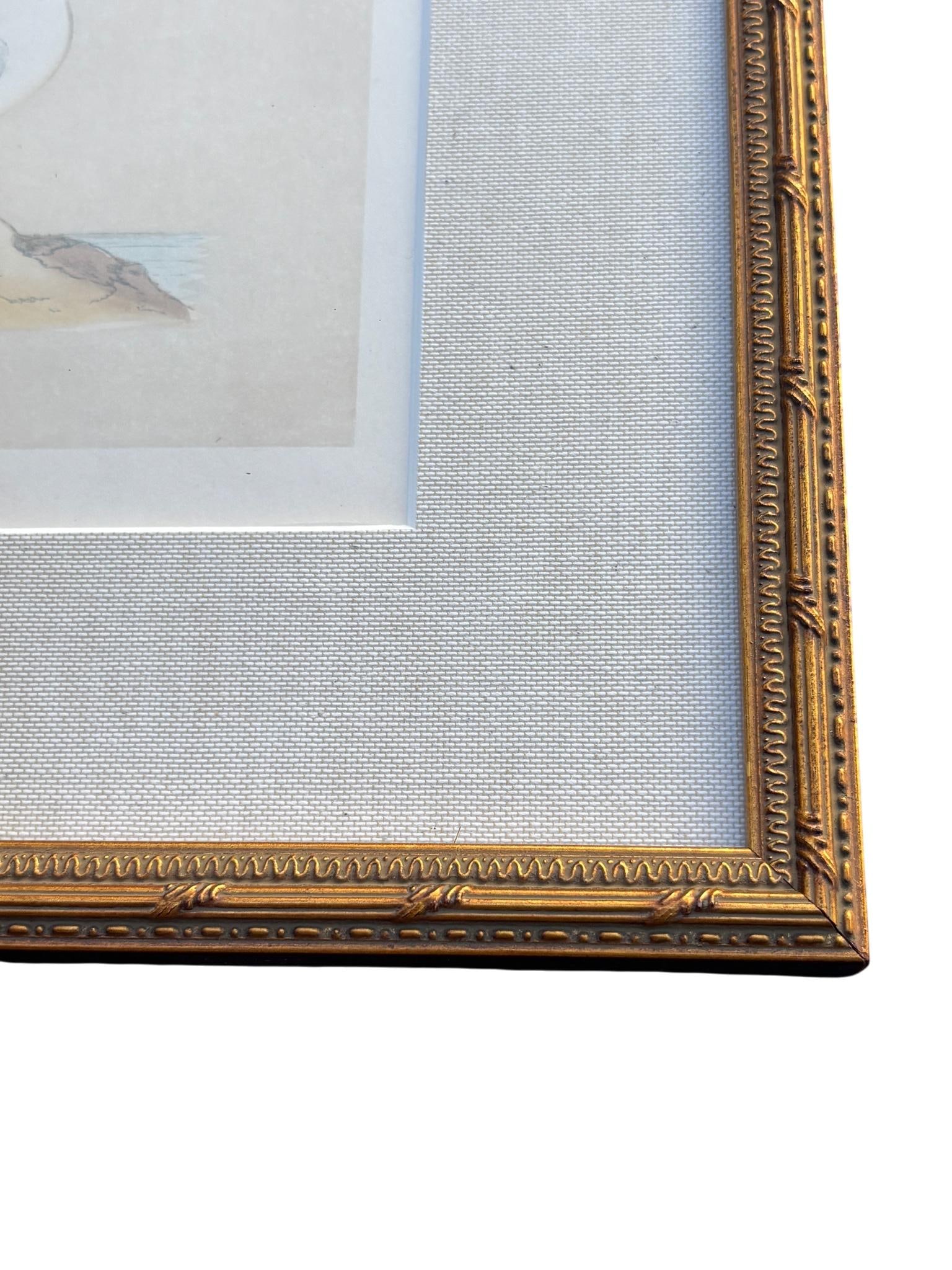 Antique Lydon Morris Hand Colored Seabird Ornithological Prints Framed Set of 3 Circa 1880 - 6