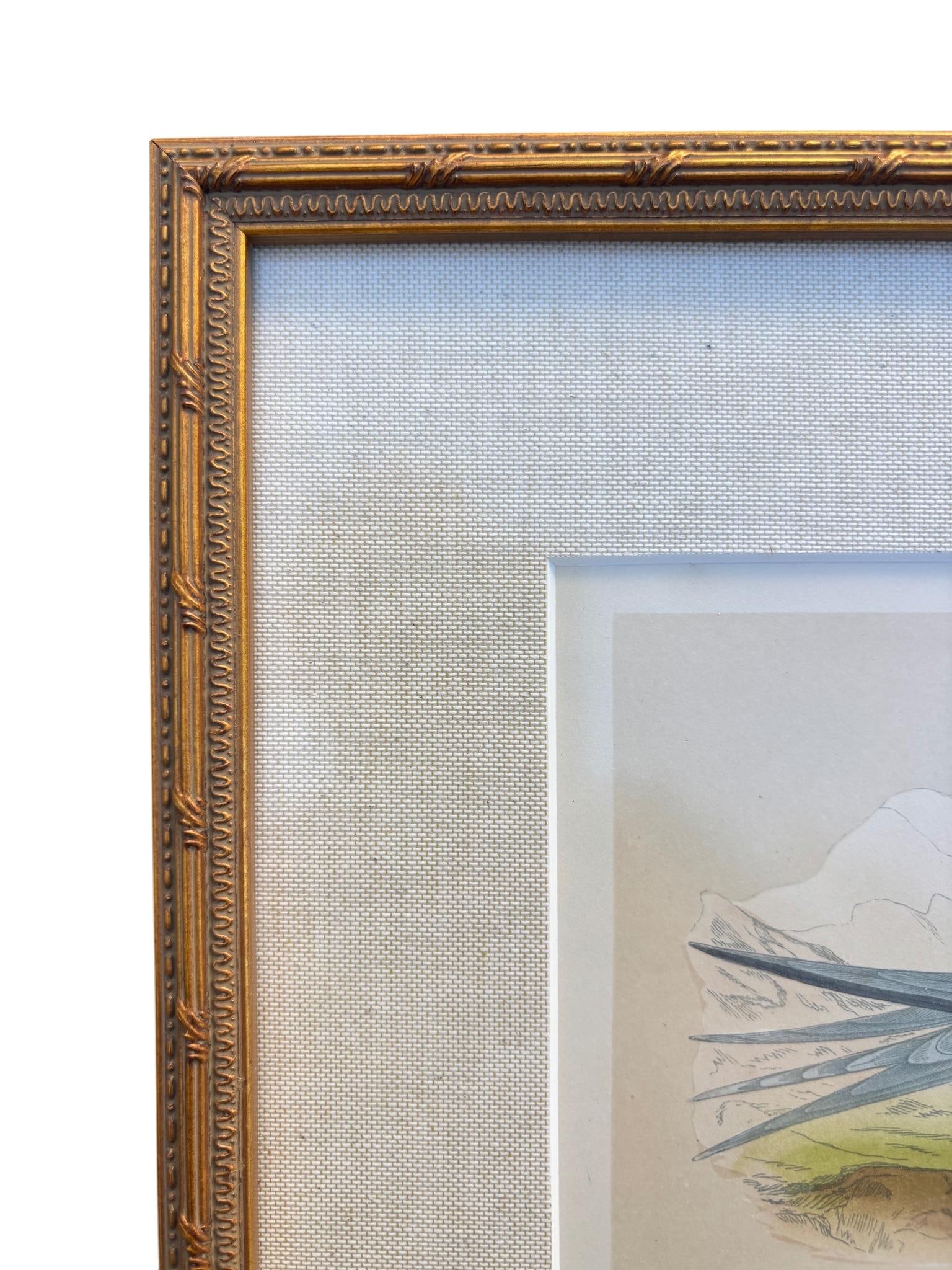 Antique Lydon Morris Hand Colored Seabird Ornithological Prints Framed Set of 3 Circa 1880 - 9