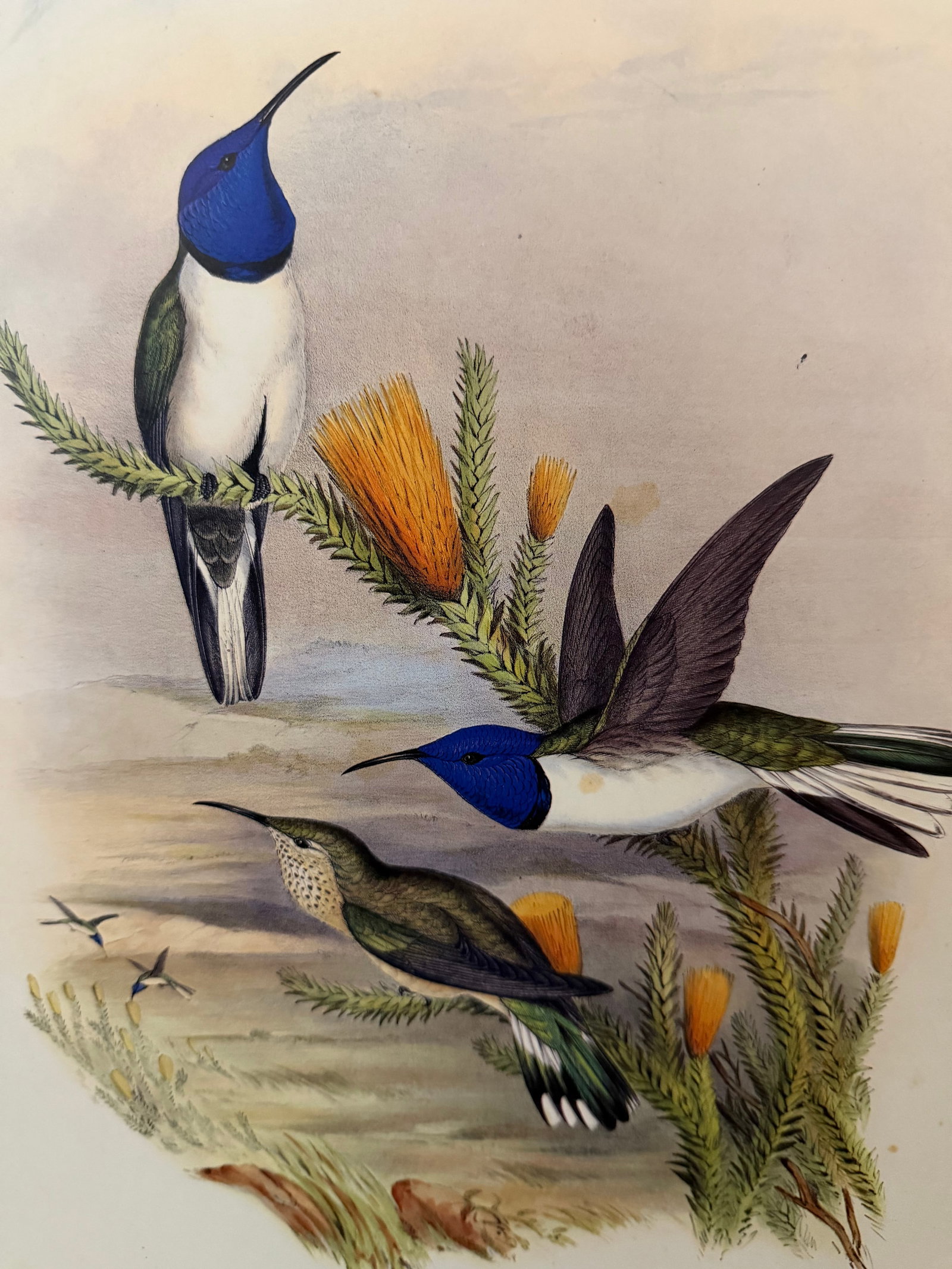 1990s John Gould Framed Print Hill House Edition Framed Pair of Hummingbirds, Plate 69 & 69 - 6
