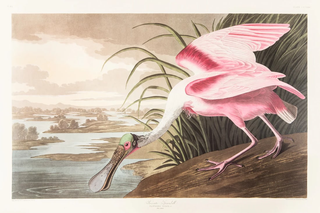 1980s The Abbeville Press Edition of the Roseate Spoonbill (Plate 321) From the Birds of America by: The Abbeville Press edition (1985) of the Roseate Spoonbill (Plate 321) facsimile is a world-class reproduction of John James Audubon's masterpiece, matching the exact Double Elephant Folio scale of