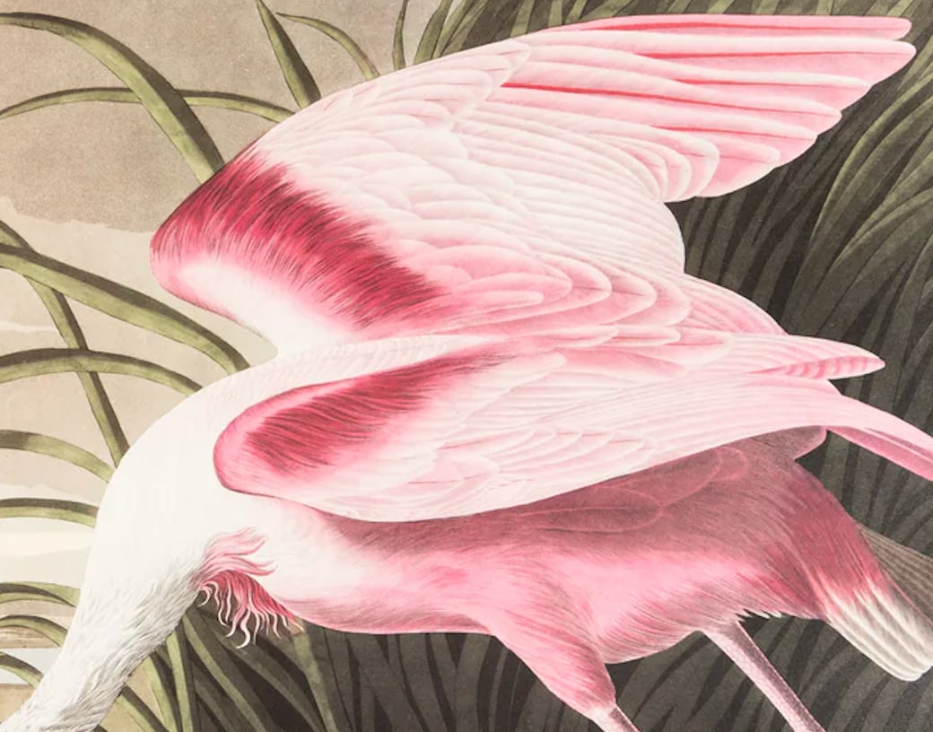 1980s The Abbeville Press Edition of the Roseate Spoonbill (Plate 321) From the Birds of America by - 3