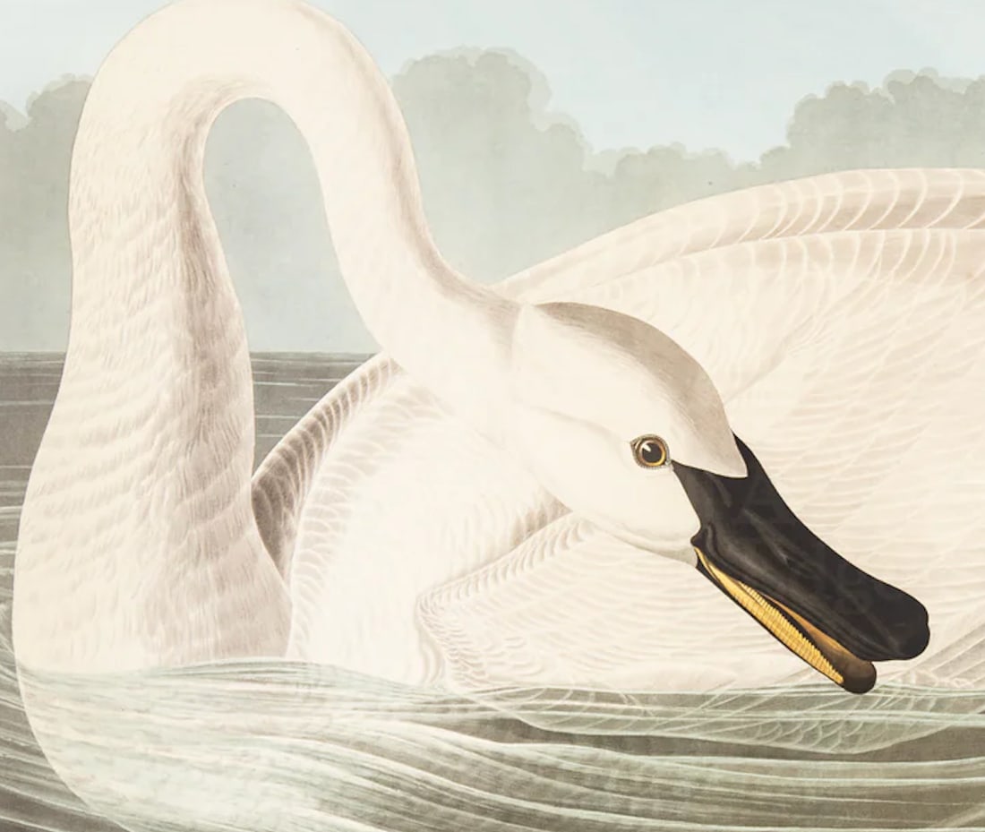 1980s The Abbeville Press Edition of the Trumpeter Swan (Plate 406) From the Birds of America by Joh - 5