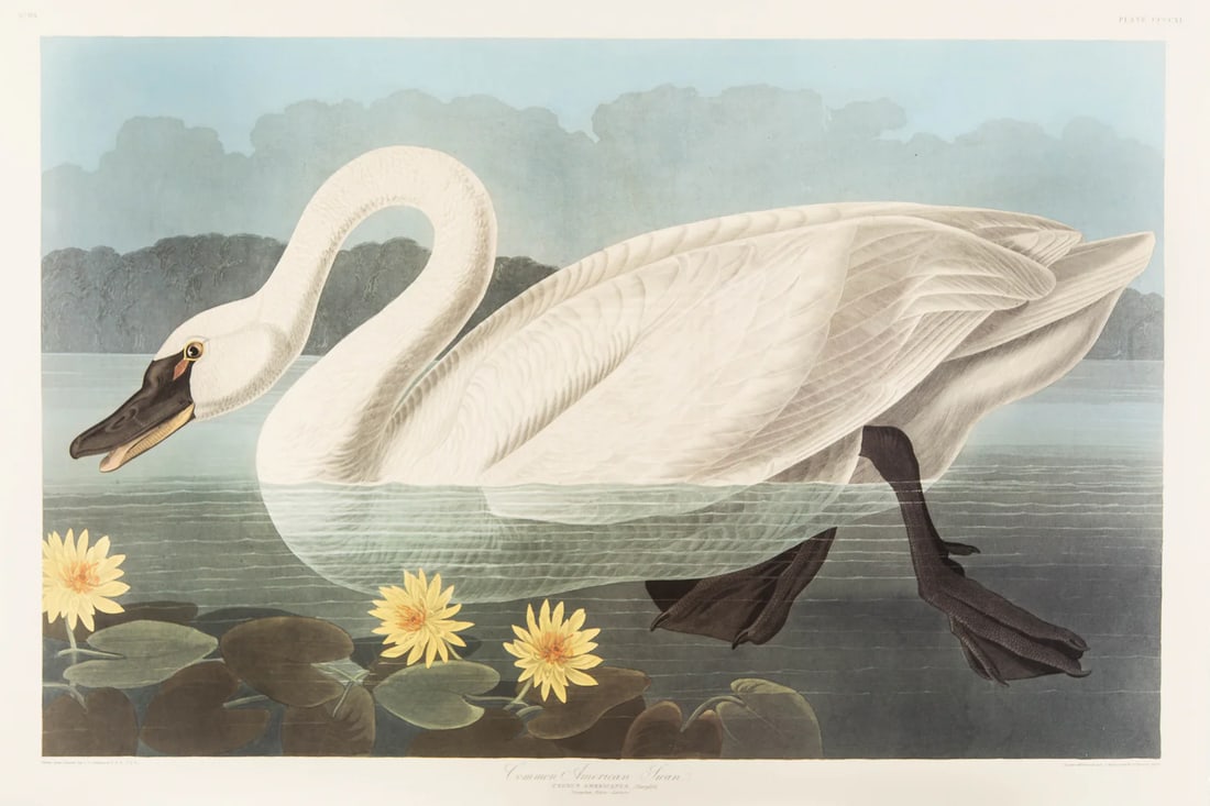 1980s The Abbeville Press Edition of the Common American Swan (Plate 411) From the Birds of America: The Abbeville Press edition (1985) of the Common American Swan (Plate 411) facsimile is a world-class reproduction of John James Audubon's masterpiece, matching the exact Double Elephant Folio scale